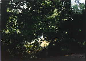 ChrystalPallacePark